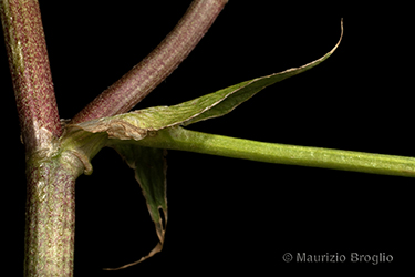 Immagine 9 di 10 - Trifolium hybridum L.