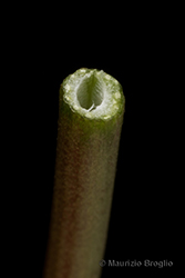 Immagine 10 di 10 - Trifolium hybridum L.
