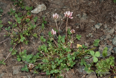 Immagine 1 di 4 - Trifolium pallescens Schreb.