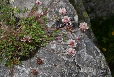 Immagine 2 di 4 - Trifolium pallescens Schreb.
