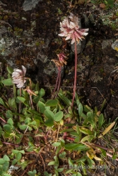 Immagine 3 di 4 - Trifolium pallescens Schreb.