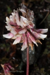 Immagine 4 di 4 - Trifolium pallescens Schreb.