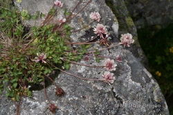 Trifolium pallescens Schreb.