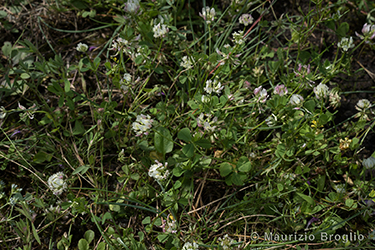 Immagine 1 di 4 - Trifolium nigrescens Viv.