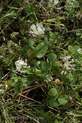 Immagine 2 di 4 - Trifolium nigrescens Viv.