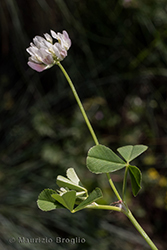Immagine 3 di 4 - Trifolium nigrescens Viv.