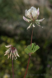 Immagine 4 di 4 - Trifolium nigrescens Viv.