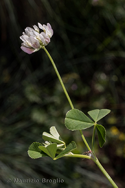 Trifolium nigrescens Viv.