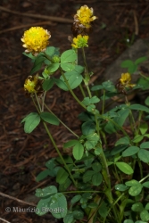 Immagine 1 di 5 - Trifolium badium Schreb.