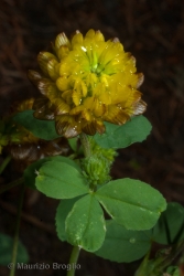 Immagine 3 di 5 - Trifolium badium Schreb.
