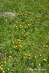 Immagine 5 di 5 - Trifolium badium Schreb.