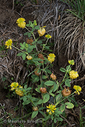 Immagine 1 di 5 - Trifolium aureum Pollich