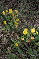 Immagine 2 di 5 - Trifolium aureum Pollich