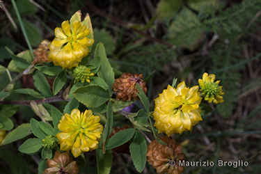 Immagine 3 di 5 - Trifolium aureum Pollich