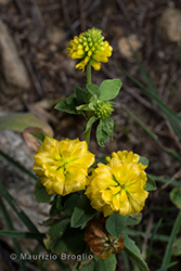 Immagine 4 di 5 - Trifolium aureum Pollich