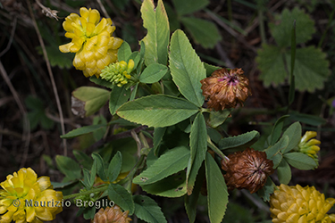 Immagine 5 di 5 - Trifolium aureum Pollich