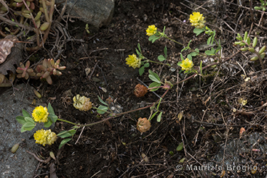 Immagine 1 di 5 - Trifolium campestre Schreb.