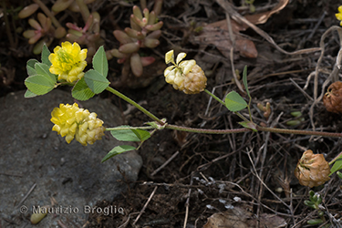 Immagine 2 di 5 - Trifolium campestre Schreb.