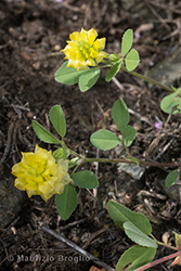 Immagine 3 di 5 - Trifolium campestre Schreb.