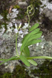 Immagine 2 di 10 - Vicia hirsuta (L.) Gray