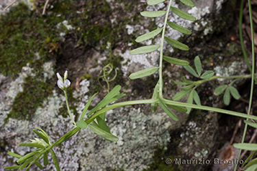 Immagine 3 di 10 - Vicia hirsuta (L.) Gray