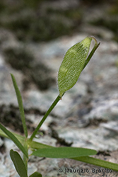 Immagine 5 di 10 - Vicia hirsuta (L.) Gray