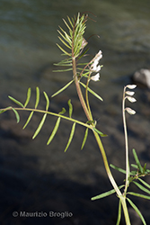 Immagine 6 di 10 - Vicia hirsuta (L.) Gray