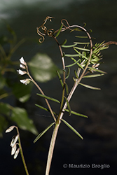 Immagine 8 di 10 - Vicia hirsuta (L.) Gray