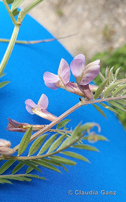 Vicia pannonica Crantz