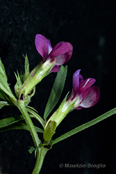 Immagine 1 di 10 - Vicia angustifolia L.
