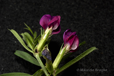 Immagine 2 di 10 - Vicia angustifolia L.
