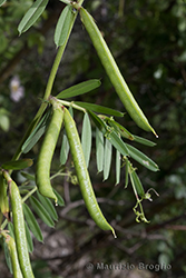 Immagine 4 di 10 - Vicia angustifolia L.