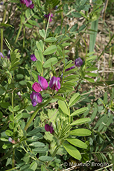 Immagine 5 di 10 - Vicia angustifolia L.