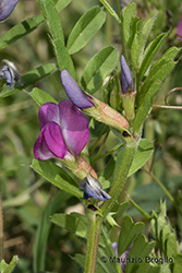 Immagine 6 di 10 - Vicia angustifolia L.
