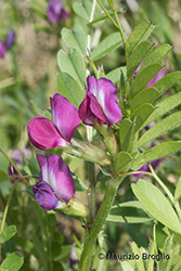 Immagine 7 di 10 - Vicia angustifolia L.