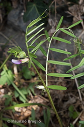Immagine 8 di 10 - Vicia angustifolia L.