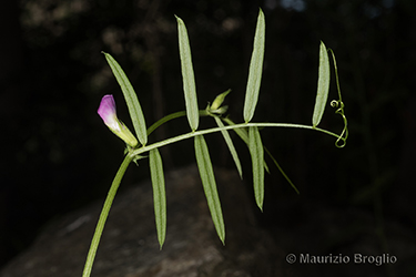 Immagine 9 di 10 - Vicia angustifolia L.