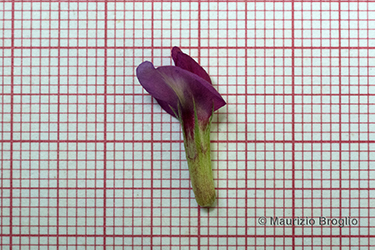 Immagine 10 di 10 - Vicia angustifolia L.