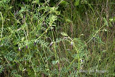 Immagine 1 di 7 - Vicia peregrina L.