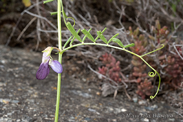 Immagine 2 di 7 - Vicia peregrina L.