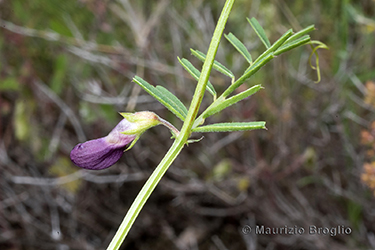 Immagine 4 di 7 - Vicia peregrina L.