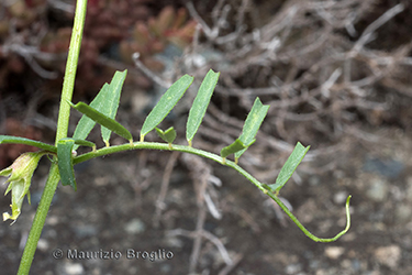 Immagine 5 di 7 - Vicia peregrina L.