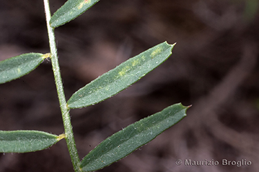 Immagine 6 di 7 - Vicia peregrina L.