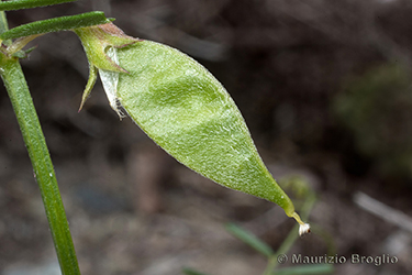 Immagine 7 di 7 - Vicia peregrina L.