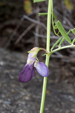 Vicia peregrina L.