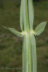 Immagine 7 di 7 - Lathyrus latifolius L.