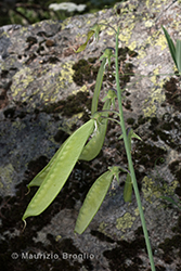 Immagine 5 di 7 - Lathyrus heterophyllus L.