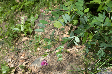 Immagine 1 di 13 - Lathyrus niger (L.) Bernh.