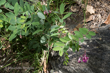 Immagine 2 di 13 - Lathyrus niger (L.) Bernh.