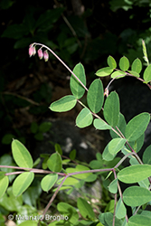 Immagine 5 di 13 - Lathyrus niger (L.) Bernh.
